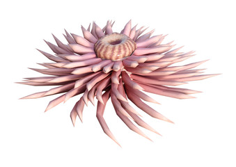 3D Rendering Sea Anemone on White