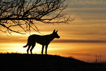 Belgian Shepherd dog Malinois against the backdrop of a beautiful sunset.