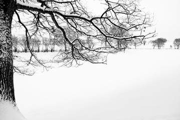 Black trees without leaf in field, winter  farm with background snow and white foggy sky, winter life in europe, black and white background.