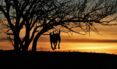 The Belgian Shepherd Malinois runs on the background of a beautiful sunset.