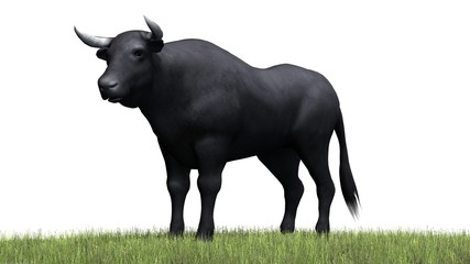 Bull in green grass - separated on white background