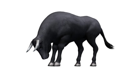 Bull - separated on white background