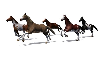 Fototapeta premium Horses - running herd with shadow on the floor - isolated on white background
