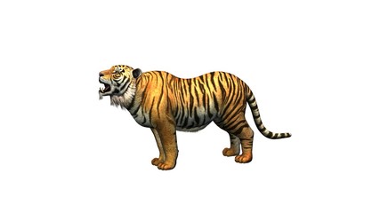 Fototapeta na wymiar Tiger - isolated on white background