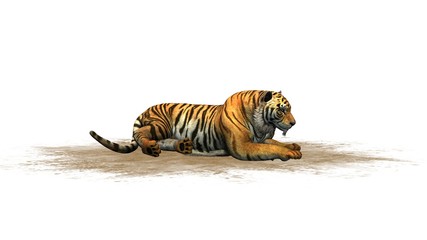 Fototapeta na wymiar Tiger on a sand area - isolated on white background