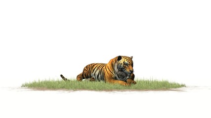 Tiger on green grass area - isolated on white background
