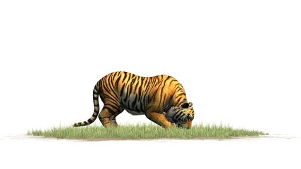 Fototapeta na wymiar Tiger on green grass area - isolated on white background