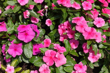 Bright pink flowers of Catharanthus roseus in June