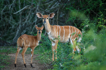 Nyala (Tragelaphus angasii) female. Mpumlanga. South Africa