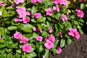 Leaves and pink flowers of Catharanthus roseus in July