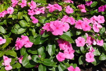 Pink flowers of Catharanthus roseus in July