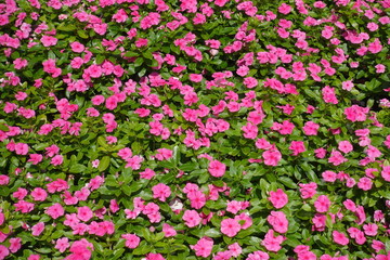 Top view of flowerbed with pink flowers of Catharanthus roseus
