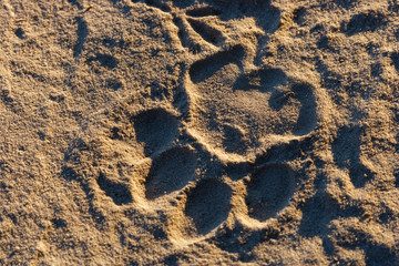 Lion (panthera leo) spoor. Botswana