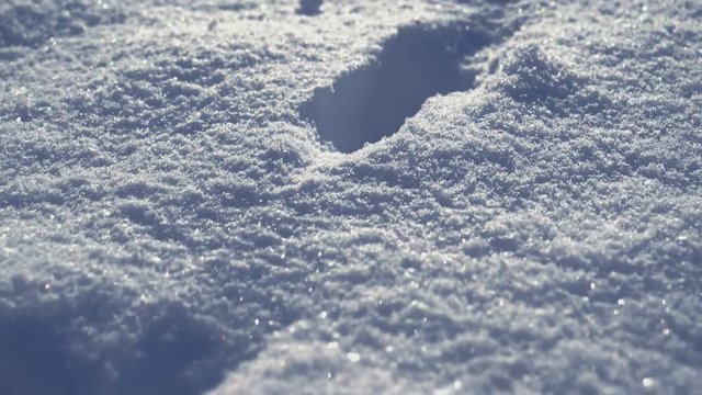 Animal footprints paws in the snow close-up. 4K UHD video