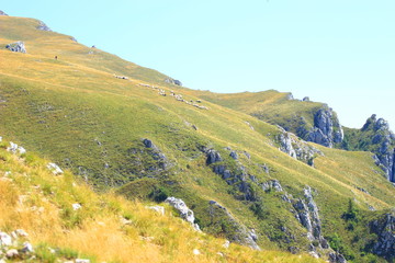 Sheep flock on mountain meadow, Vlasic, Bosnia and Herzegovina