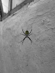 Black and yellow wasp spider on the web. Argiope bruennichi hunting