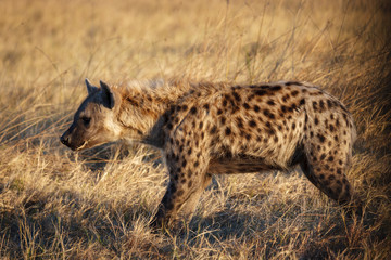 Spotted hyena or laughing hyena. (Crocuta crocuta). Botswana