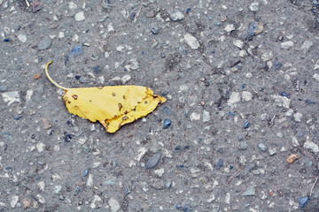 Torn yellow leaf lying on asphalt road.