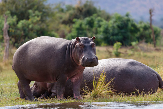 Common Hippopotamus Or Hippo (Hippopotamus Amphibius). Lower Zambezi. Zambia