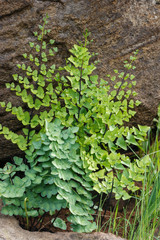 Hard fern (Pellaea calomelanos). Howick. KwaZulu Natal Midlands. South Africa