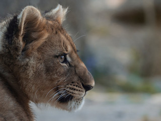 Fototapeta na wymiar portrait junger löwe