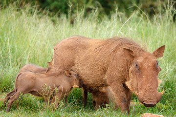 Common warthog (Phacochoerus africanus) and piglets (young). KwaZulu Natal. South Africa