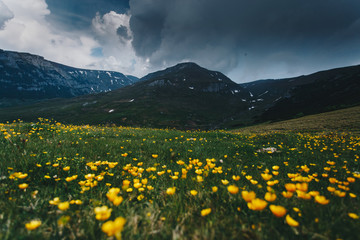 Summer mountain landscape wallpaper,with dark clouds,in the foreground wild yellow flowers.Bucegi,Romania