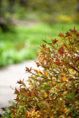 autumn leaves on tree