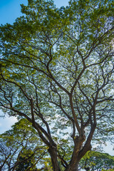 Old and giant big tree on a green field with sunlight afternoon.Thailand.