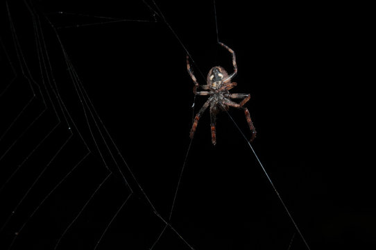 Close-up studio shot of spider spinning a web on a black background