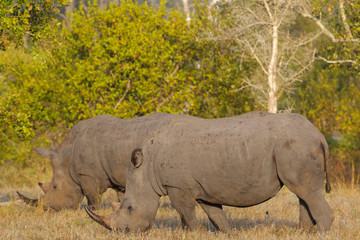 White rhinoceros or square-lipped rhinoceros (Ceratotherium simum). Limpopo Province. South Africa