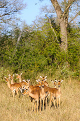 Naklejka na ściany i meble Impala {Aepyceros melampus} female herd. Limpopo Province. South Africa
