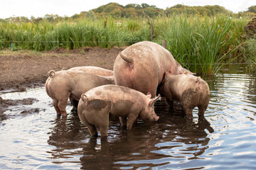 Fototapeta na wymiar Mother pig in the muddy pond with four piglets, seen from behind.