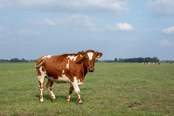 Oncoming walking red pied cow with swinging tail under a blue sky and distant horizon.