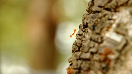 Ant walking on a tree.