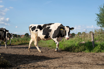 Black and white cows, walking the cow path to be milked, full udder, blue bracelet, pasture under a...