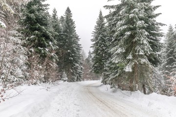 snow mountain forest landscape 