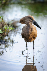 Hamerkop or lightning bird, (Scopus umbretta). Botswana
