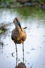 Hamerkop or lightning bird, (Scopus umbretta). Botswana