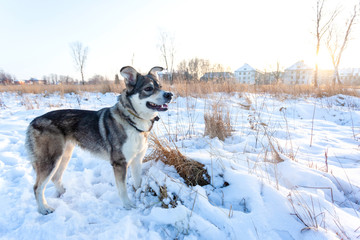 Fototapeta na wymiar good gray dog standing in the snow on a sunny day