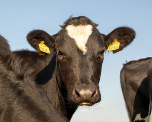 Close up of a black young cow with pouting bottom lip and with a white spot on her forehead.