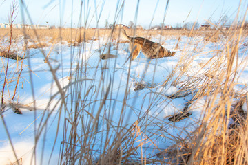 gray dog digging snow in the field on a sunny day