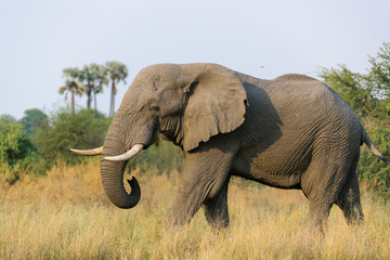 Fototapeta na wymiar African bush elephant (Loxodonta africana) aka African savanna elephant or African elephant. Botswana