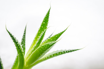 Small aloe vera plant