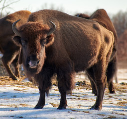 Buffalo Standing in a Field