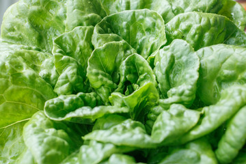 Large leaf fresh green salad straight from the garden