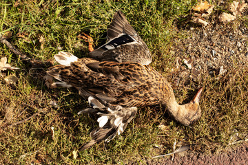 Traffic accident, wild female duck hit, dead by the roadside.
