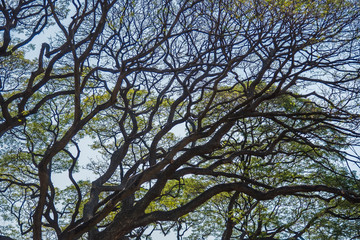 Fototapeta premium Old and giant big tree on a green field with sunlight afternoon.Thailand.