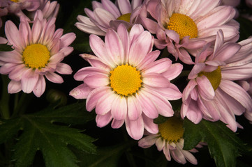 Close-up of pink daisies with dark green foliage 