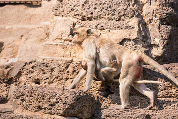 The life of long tail funny monkeys with archaeological sites. Lopburi Thailand.